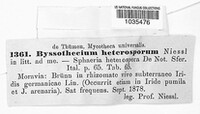 Byssothecium heterosporum image